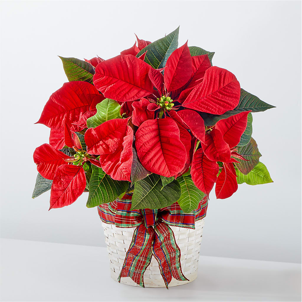 Happiest Holidays Poinsettia – Gilberts Flowers, Fenwick ON