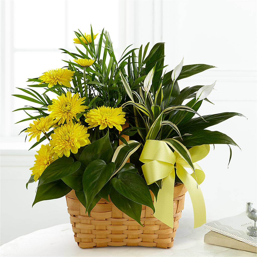 Loving Light Dishgarden – Gilberts Flowers, Fenwick ON