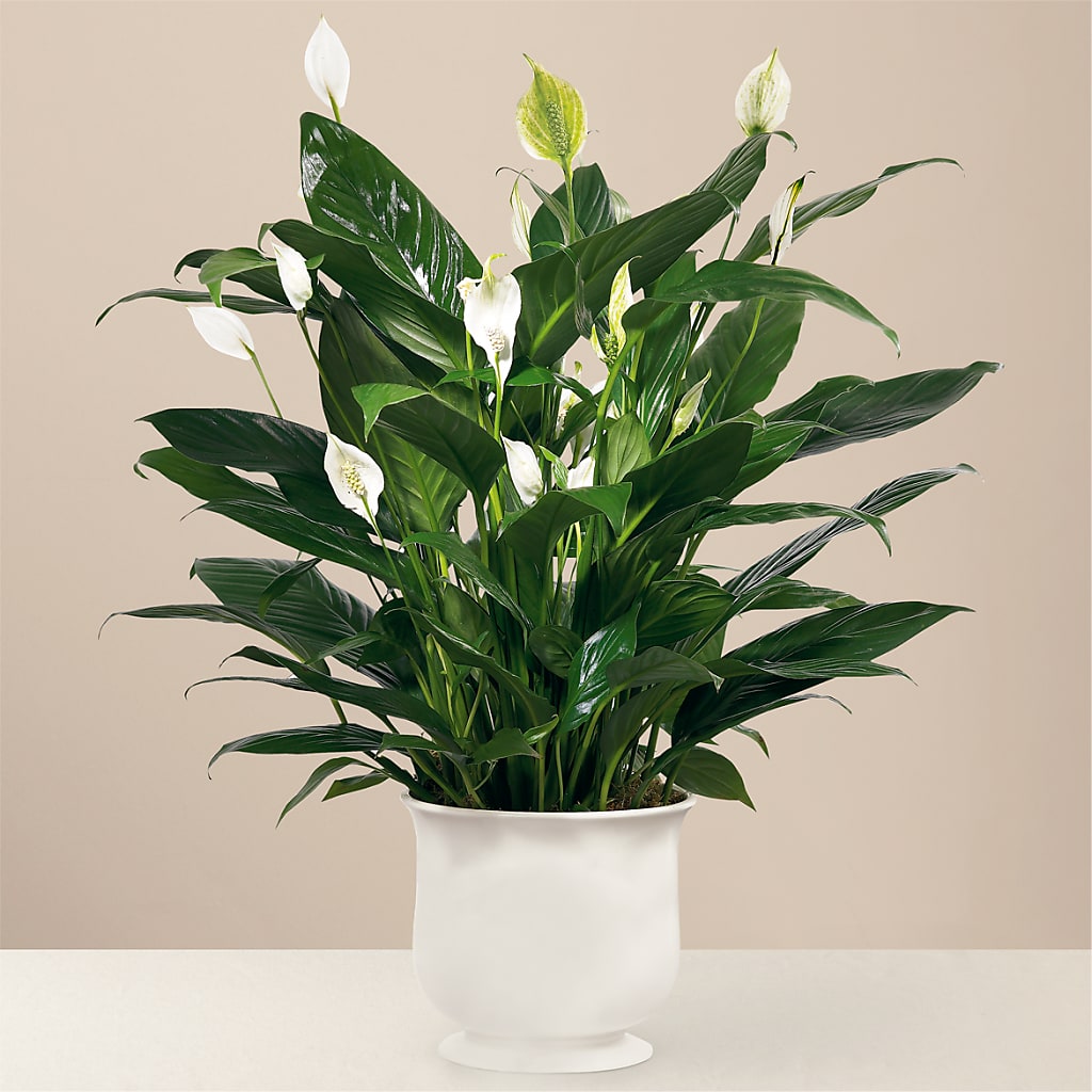 Comfort Planter – Gilberts Flowers, Fenwick ON