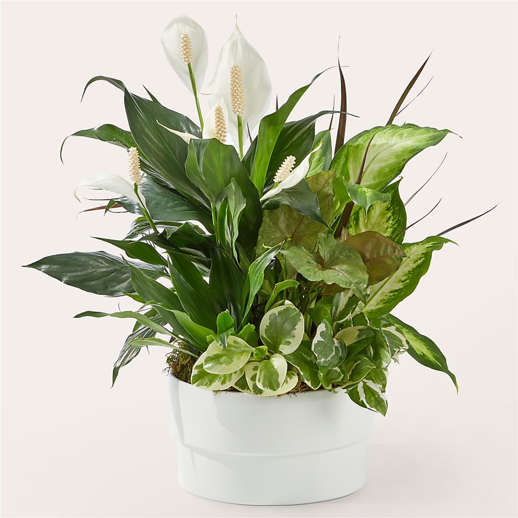 Radiating Positivity Dishgarden – Gilberts Flowers, Fenwick ON