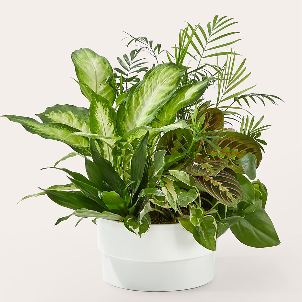 Radiating Positivity Dishgarden – Gilberts Flowers, Fenwick ON
