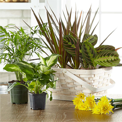 Florist Designed Blooming and Green Plants in a Basket –  Gilberts Flowers, Fenwick ON