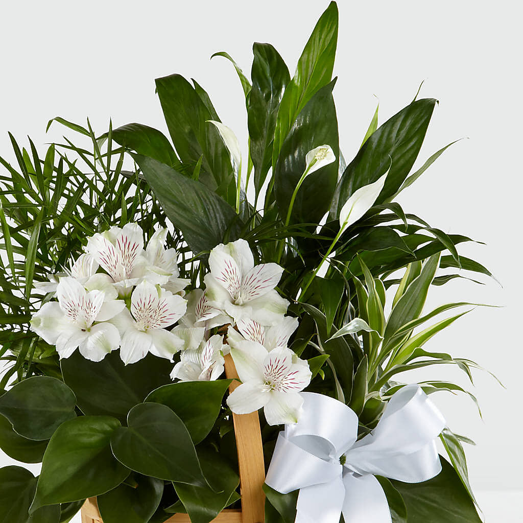 Peace & Serenity Dishgarden –  Gilberts Flowers, Fenwick ON