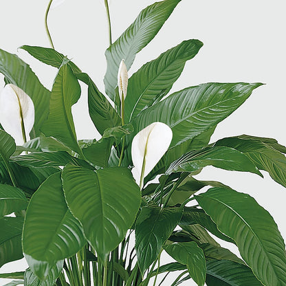 Tranquil Moments Peace Lily Plant –  Gilberts Flowers, Fenwick ON