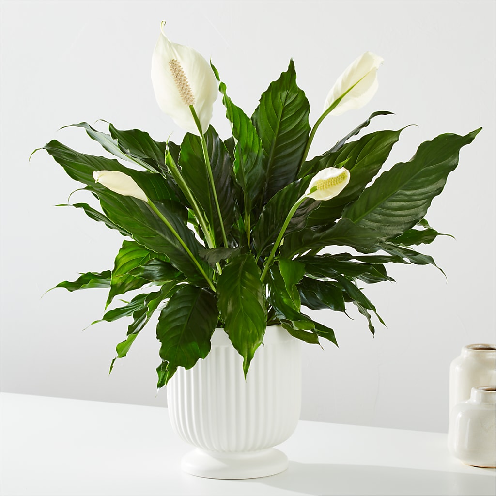Comfort Planter –  Gilberts Flowers, Fenwick ON