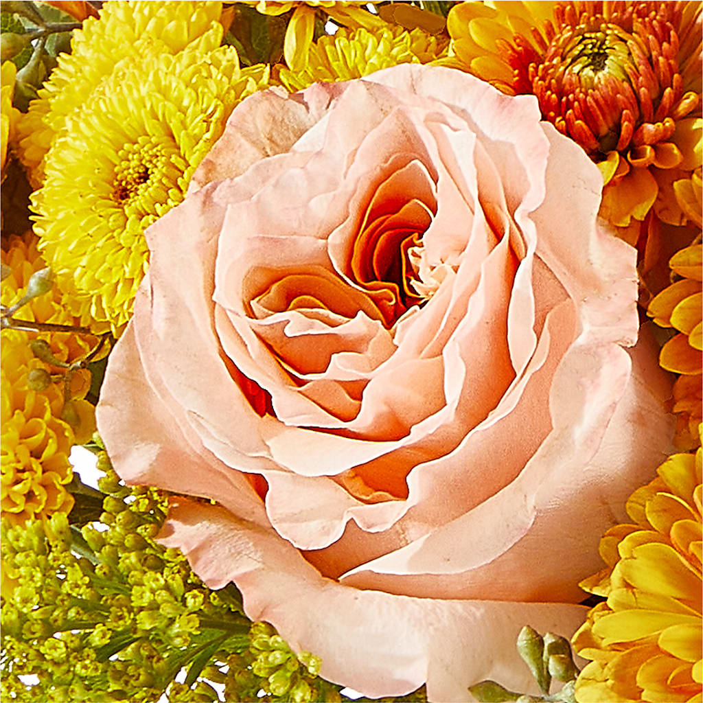 Peachy Pumpkin –  Gilberts Flowers, Fenwick ON
