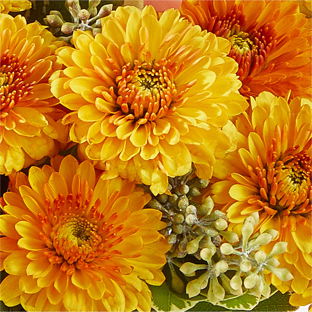 Peachy Pumpkin –  Gilberts Flowers, Fenwick ON