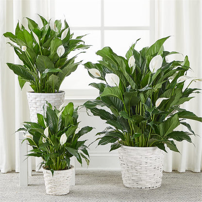 A New Leaf Peace Lily –  Gilberts Flowers, Fenwick ON