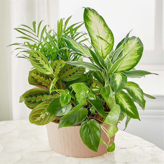 Balance & Harmony Dishgarden –  Gilberts Flowers, Fenwick ON