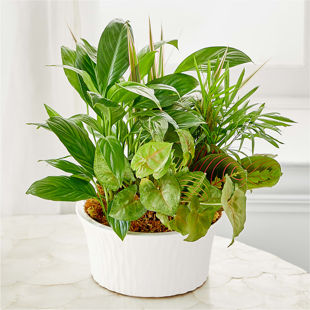 Balance & Harmony Dishgarden –  Gilberts Flowers, Fenwick ON