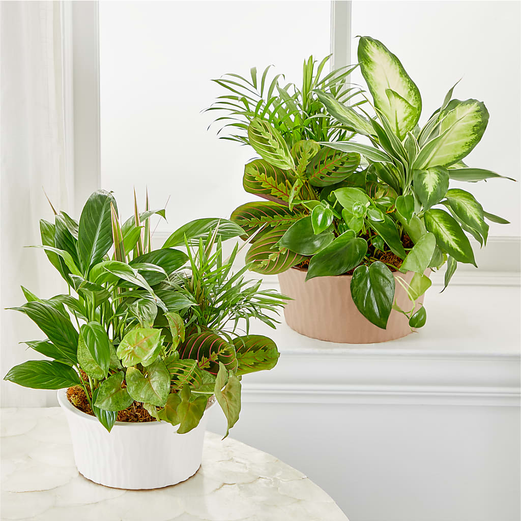 Balance & Harmony Dishgarden –  Gilberts Flowers, Fenwick ON